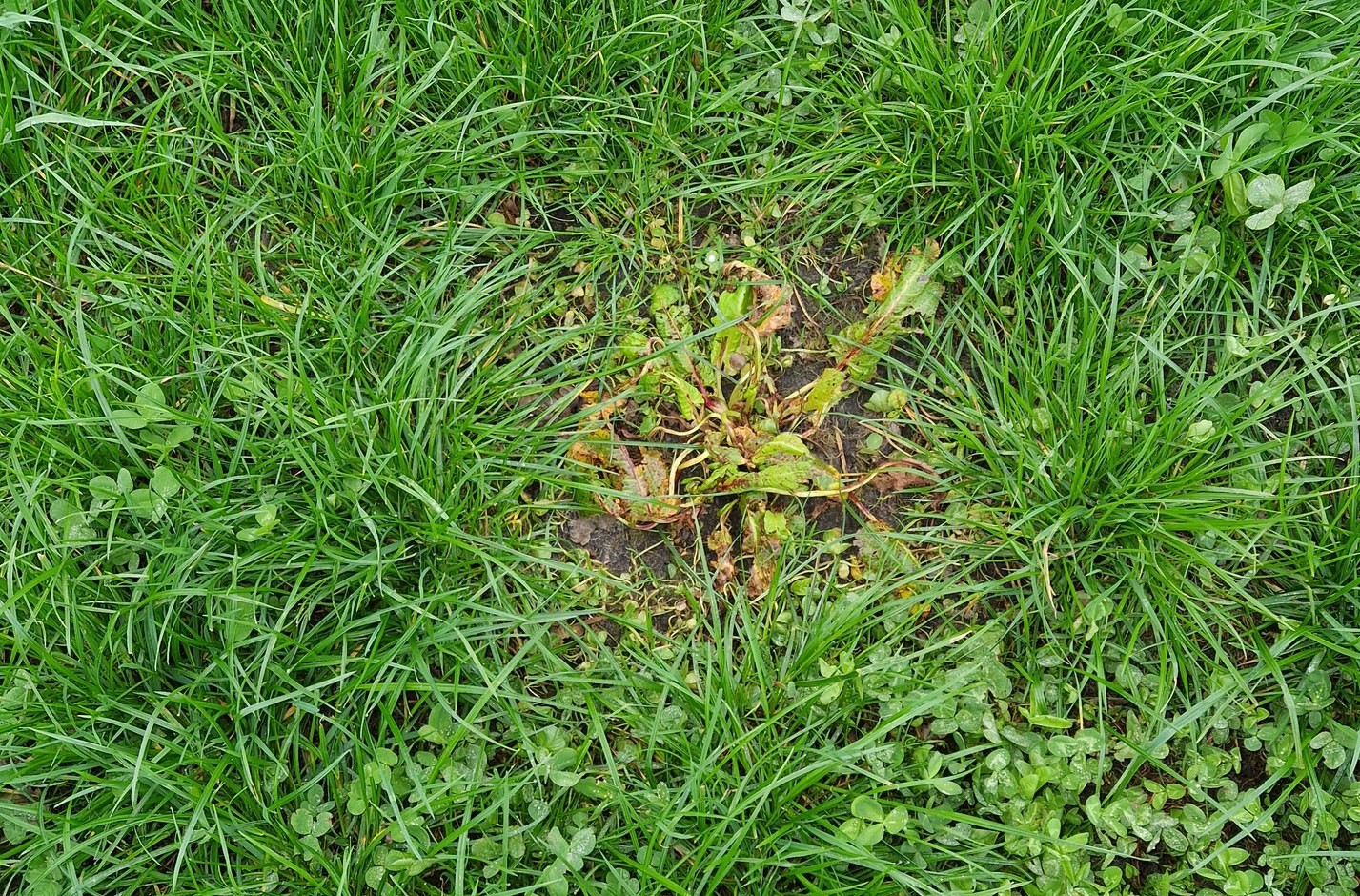 Loonbedrijf Koonstra resultaat Spotsprayen RXf600