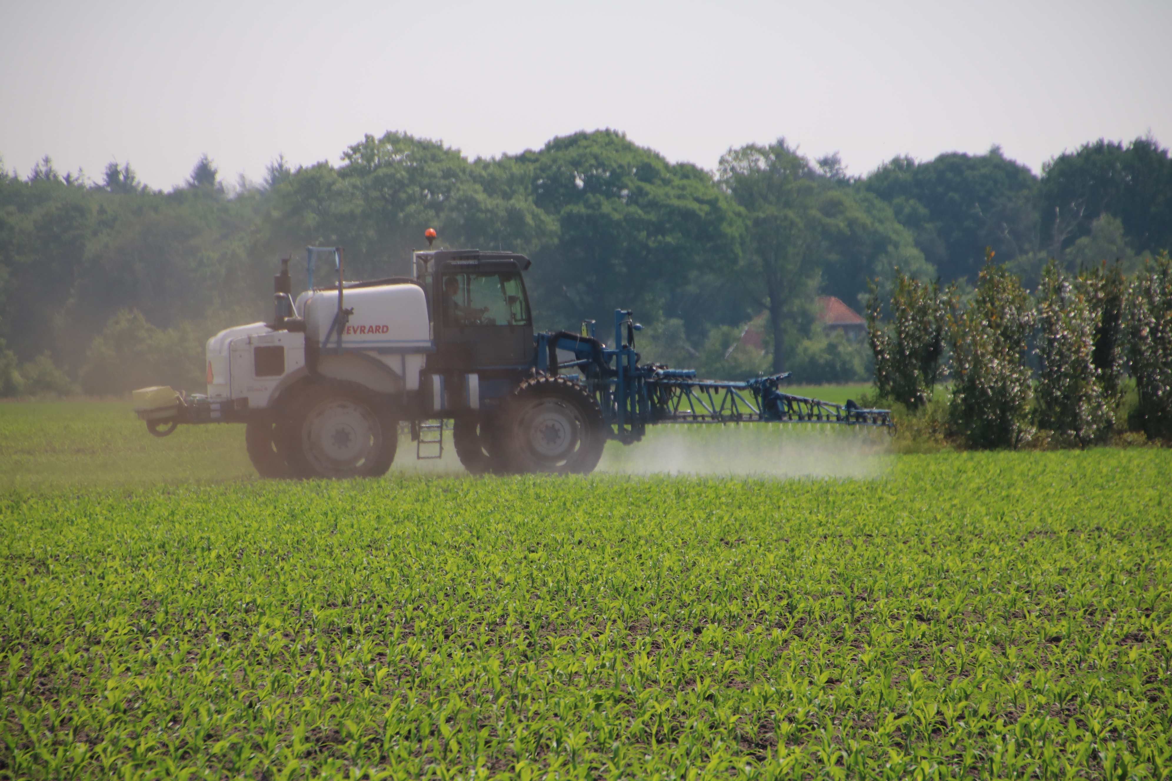 Koonstra, gewasbescherming in gras of mais