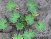 chemische onkruidbestrijding 5