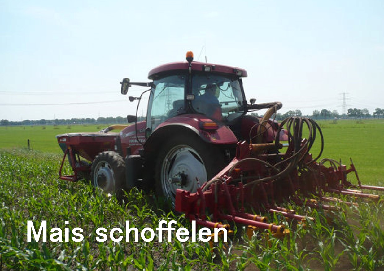 mais grasonderzaaien in mais met rolschoffel 1
