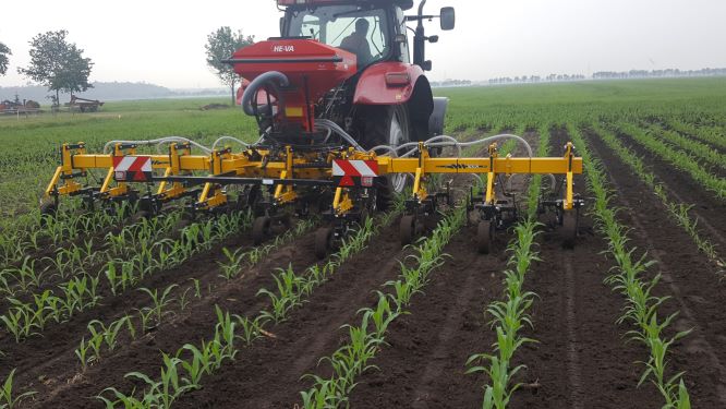 STERK WERK gras onder maïs loont