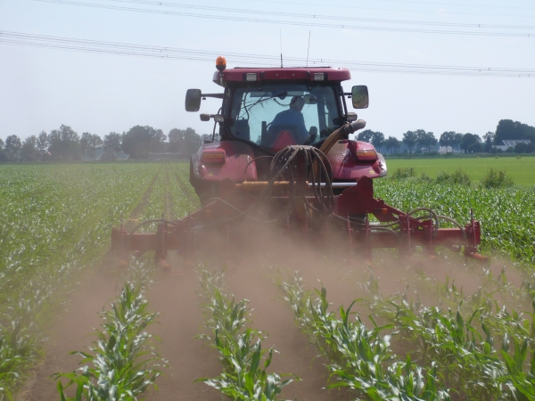 Koonstra grasonderzaaien in mais met rolschoffel Koonstra grasonderzaaien in mais met rolschoffel