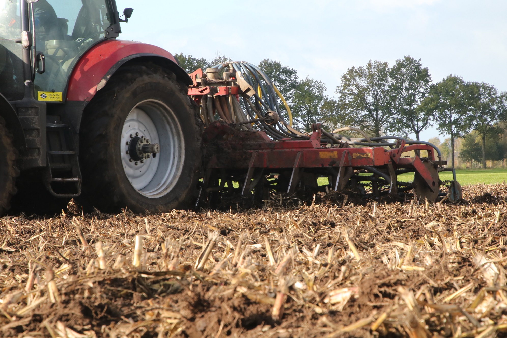 Vanggewas zaaien na maisoogst