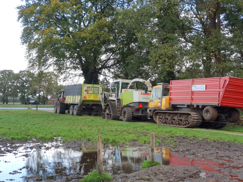 Maishakselen op rups