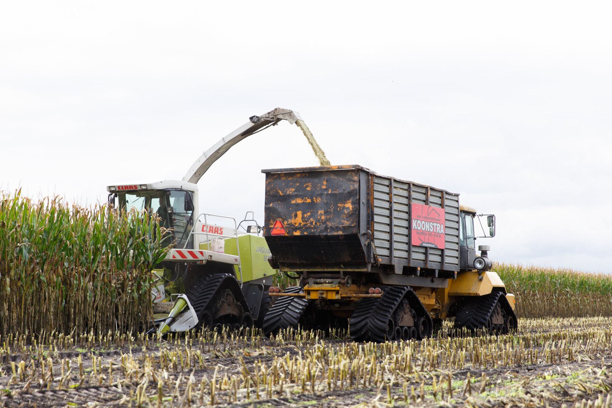 Koonstra maishakselen op rups 