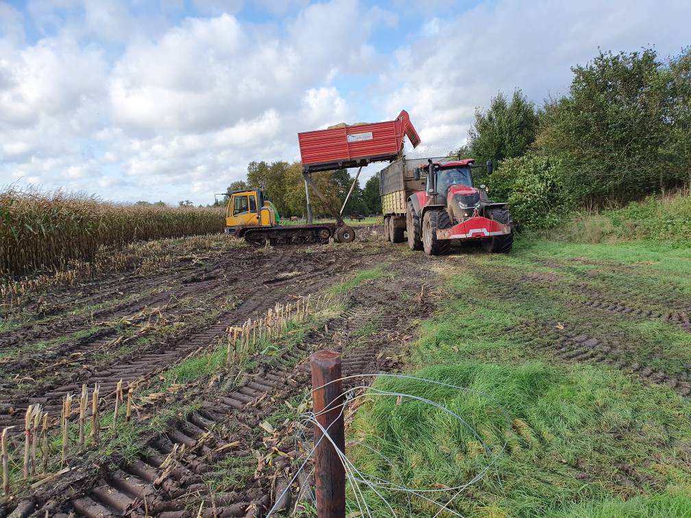 Maishakselen op rups