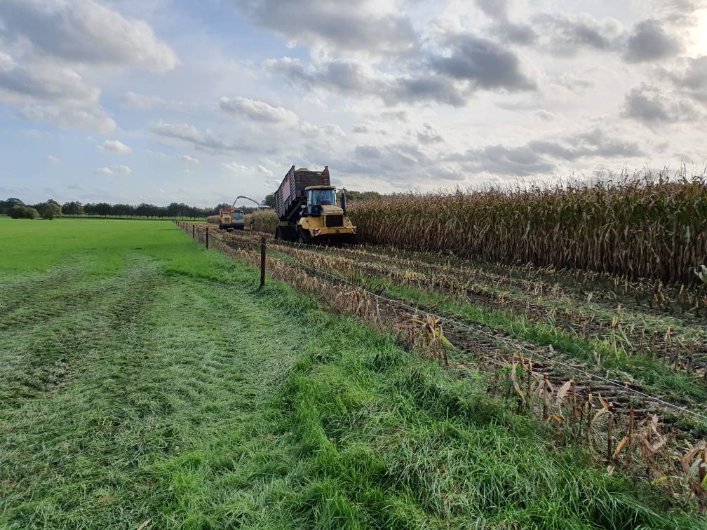 Maishakselen op rups