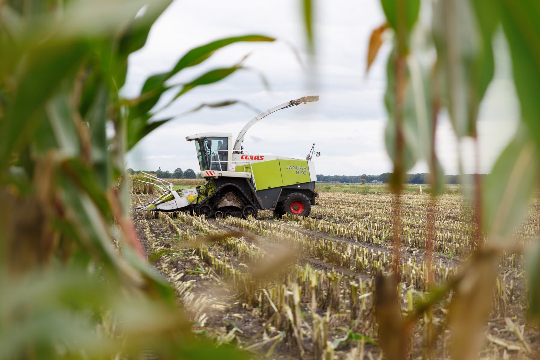 Maishakselen op rups