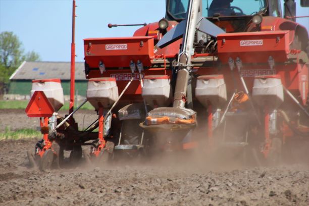 Maiszaaien met Gaspardo 6-rijer