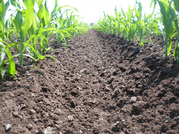 mais rolschoffelen 4