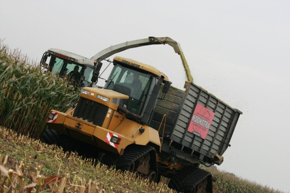 Maisoogst op rupsen