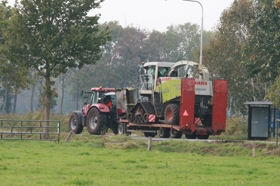 Maisoogst op rupsen