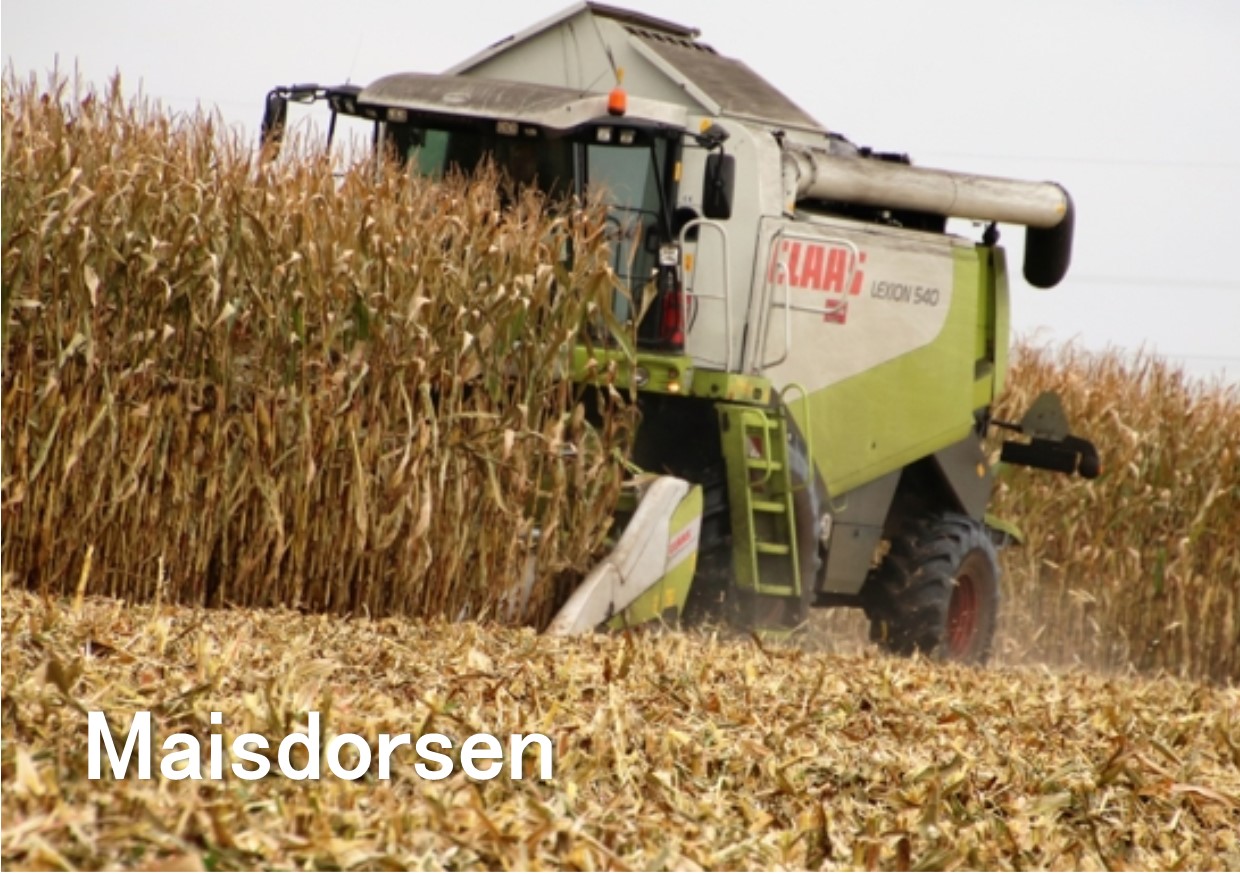 Maisdorsen pletten en inslurven met claas lexion 