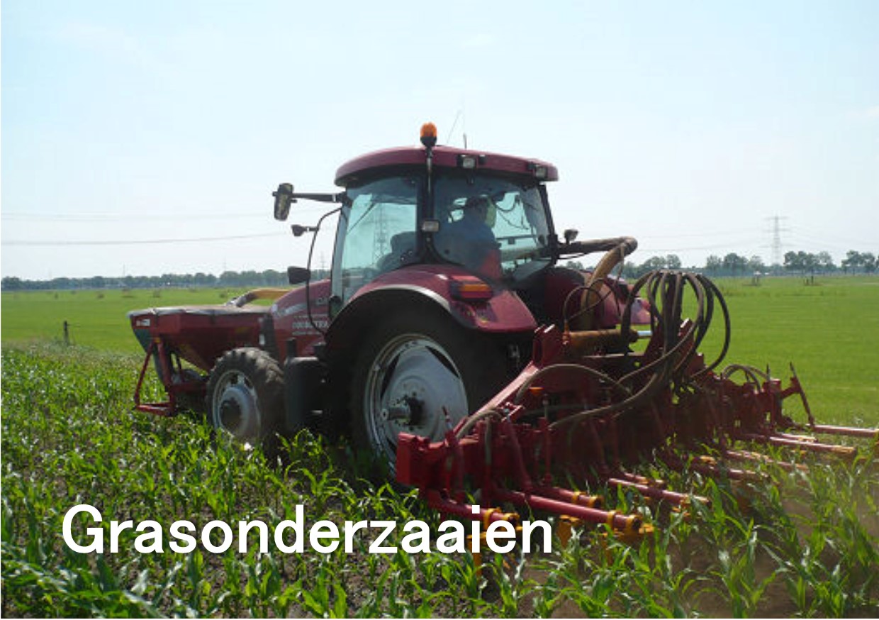 mais grasonderzaaien in mais met rolschoffel 1