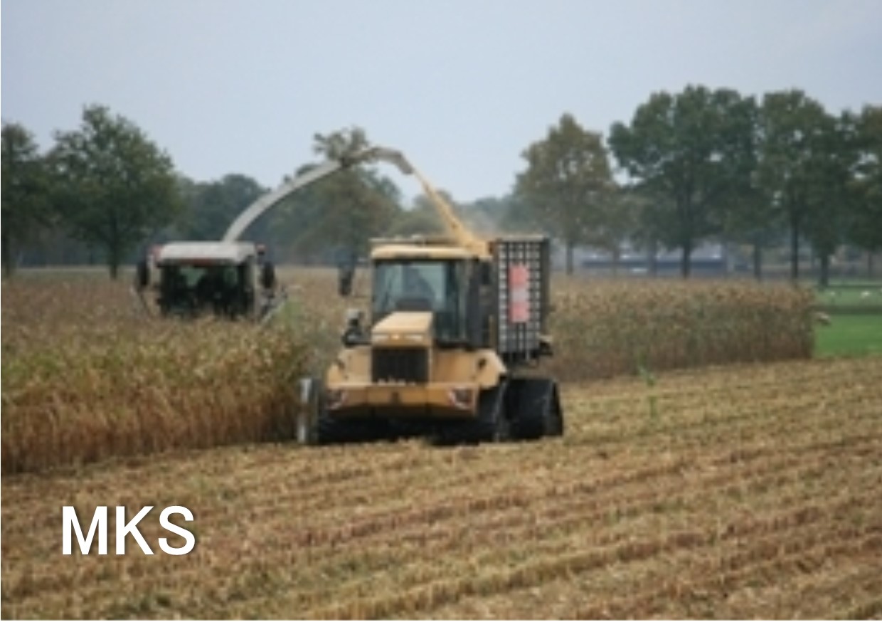 maiskolvenschroot MKS
