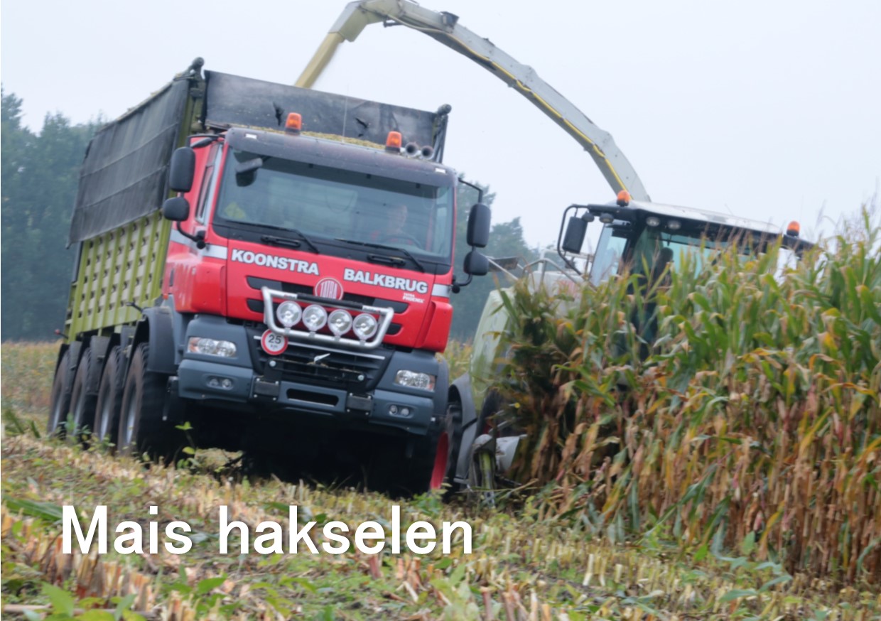 maisoogst 