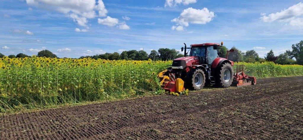 Koonstra Koolzaad en zonnebloem (vanggewas/tussengewas) versnipperen en verwerken in de toplaag