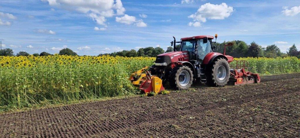 Koolzaad en zonnebloem (vanggewas/tussengewas)
