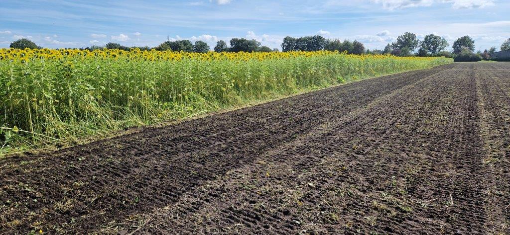 Koonstra Koolzaad en zonnebloem (vanggewas/tussengewas) versnipperen en verwerken in de toplaag