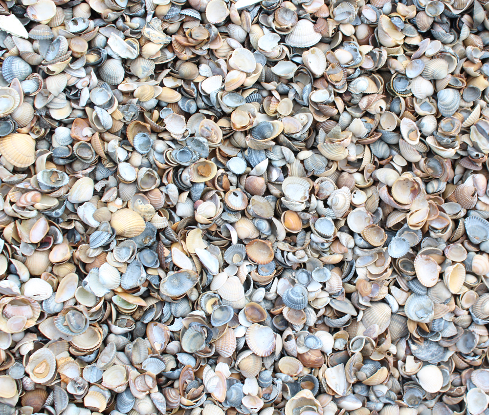 Levering schelpen