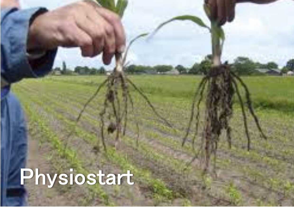 physiostart beworteling