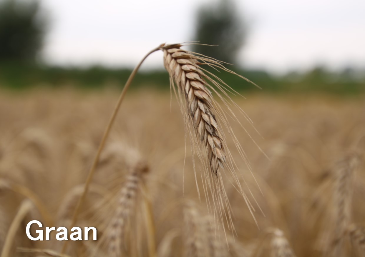 graan