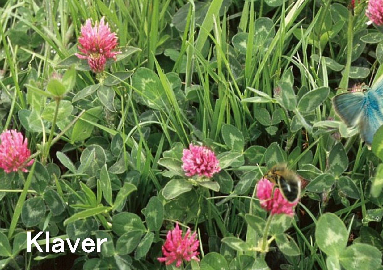 Klaver