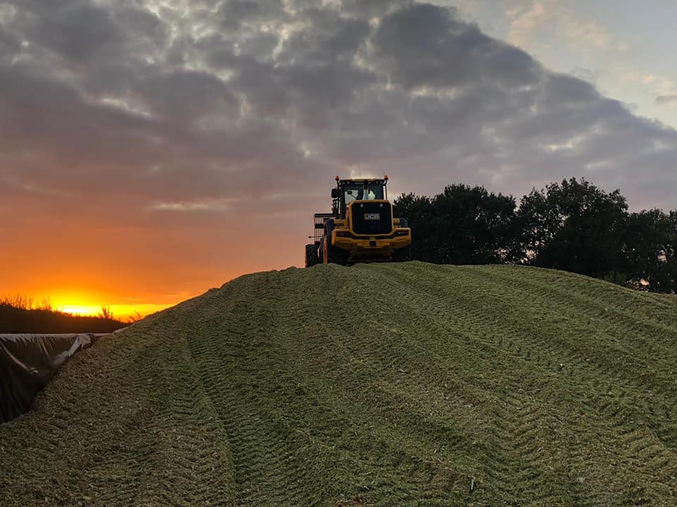 maishakselen maisoogst