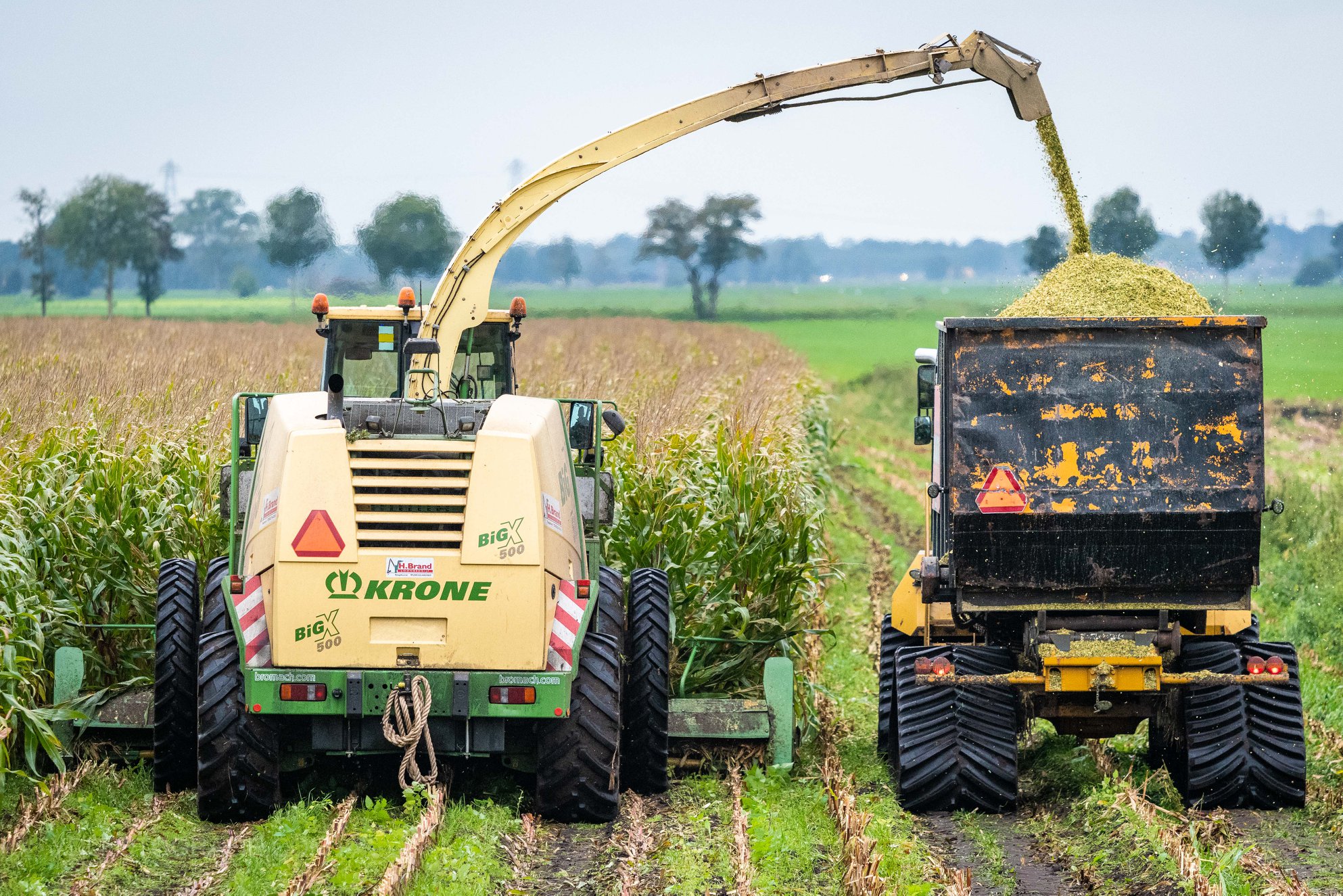 Maishakselen op rups