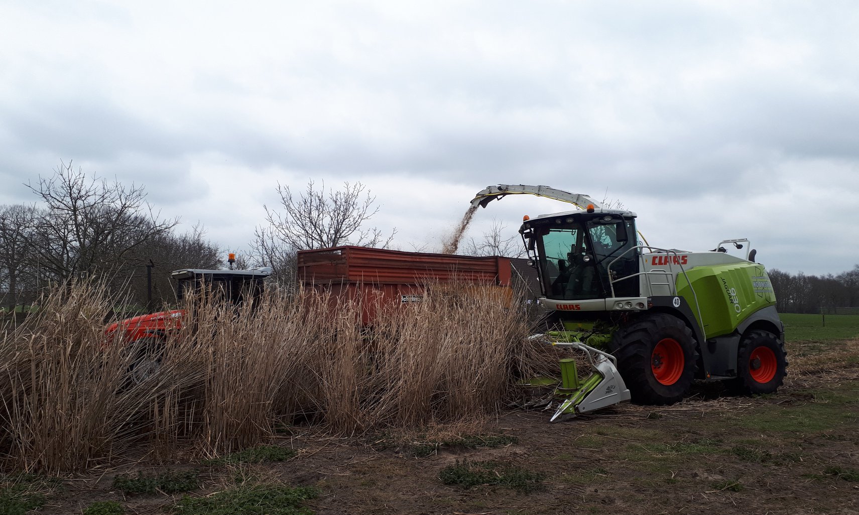 Miscanthus hakselen