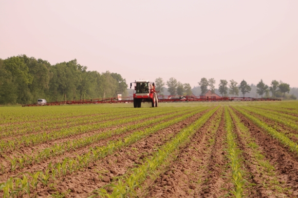 Gewasbescherming in  mais 