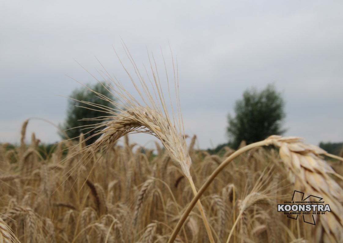 Combine graan dorsen