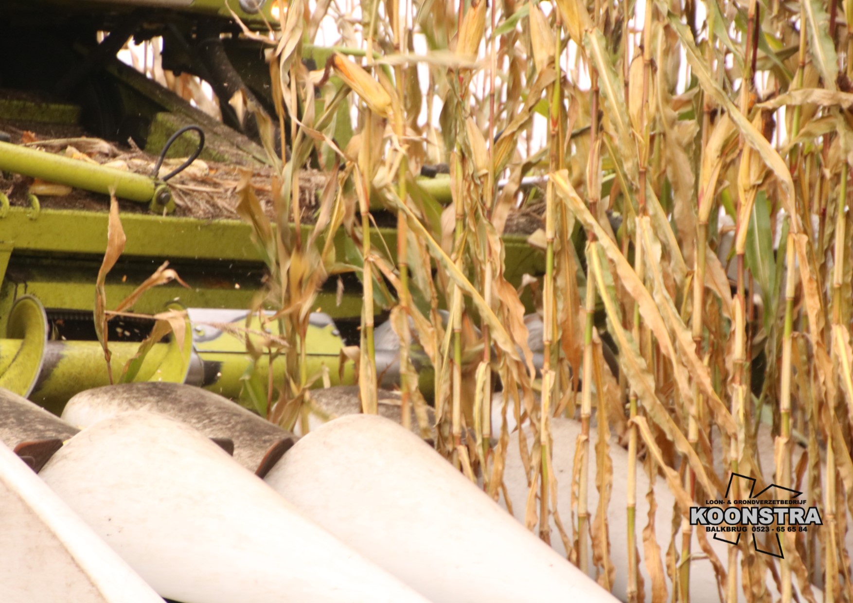 combine mais maisdorsen ccm