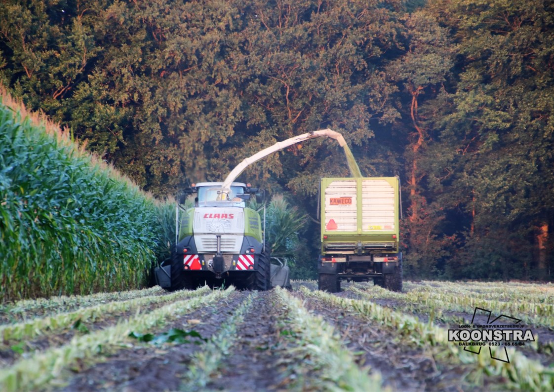 maishakselen maisoogst