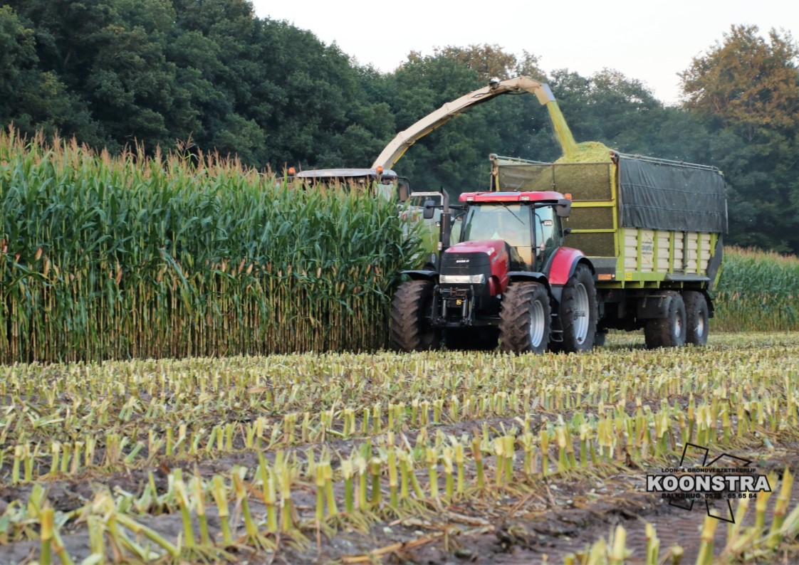 maishakselen maisoogst