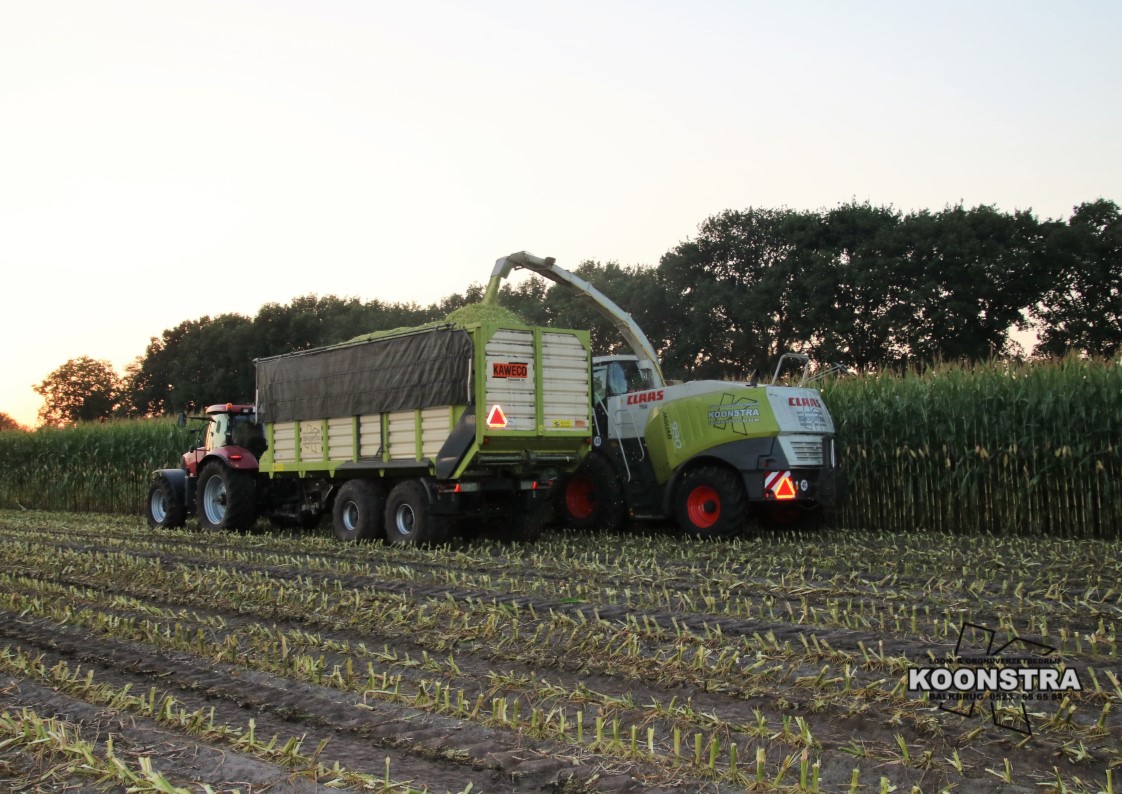 maishakselen maisoogst