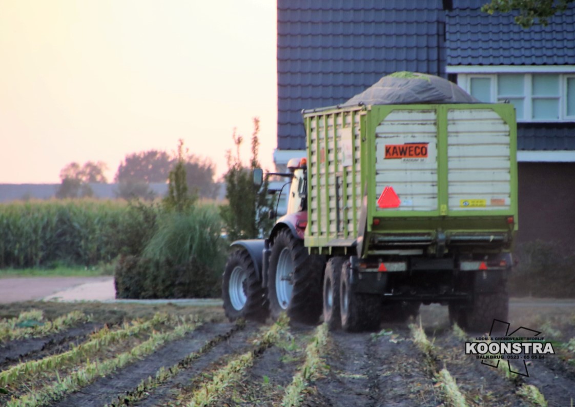 maishakselen maisoogst