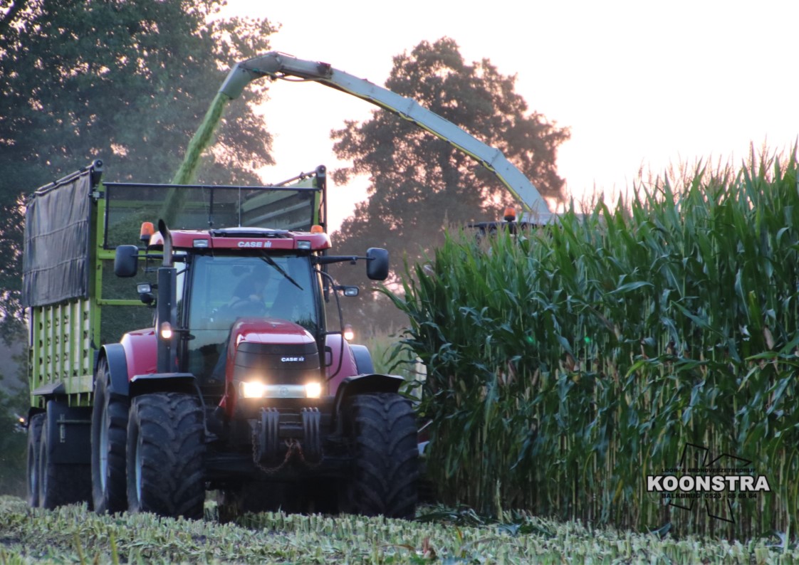 maishakselen maisoogst